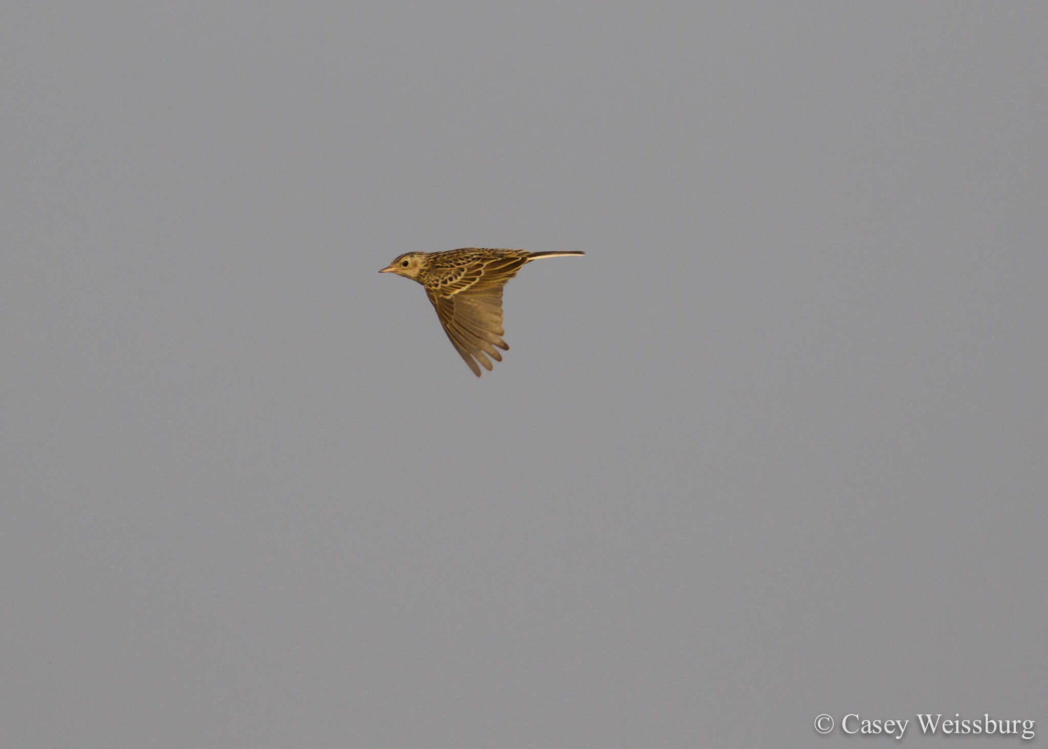 Anthus spragueii (Audubon 1844) resmi