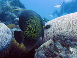 Image of Angelfish