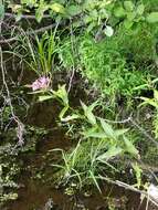 Sivun Asclepias incarnata subsp. incarnata kuva