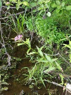 صورة Asclepias incarnata subsp. incarnata