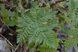 Imagem de Cheilanthes leucopoda Link