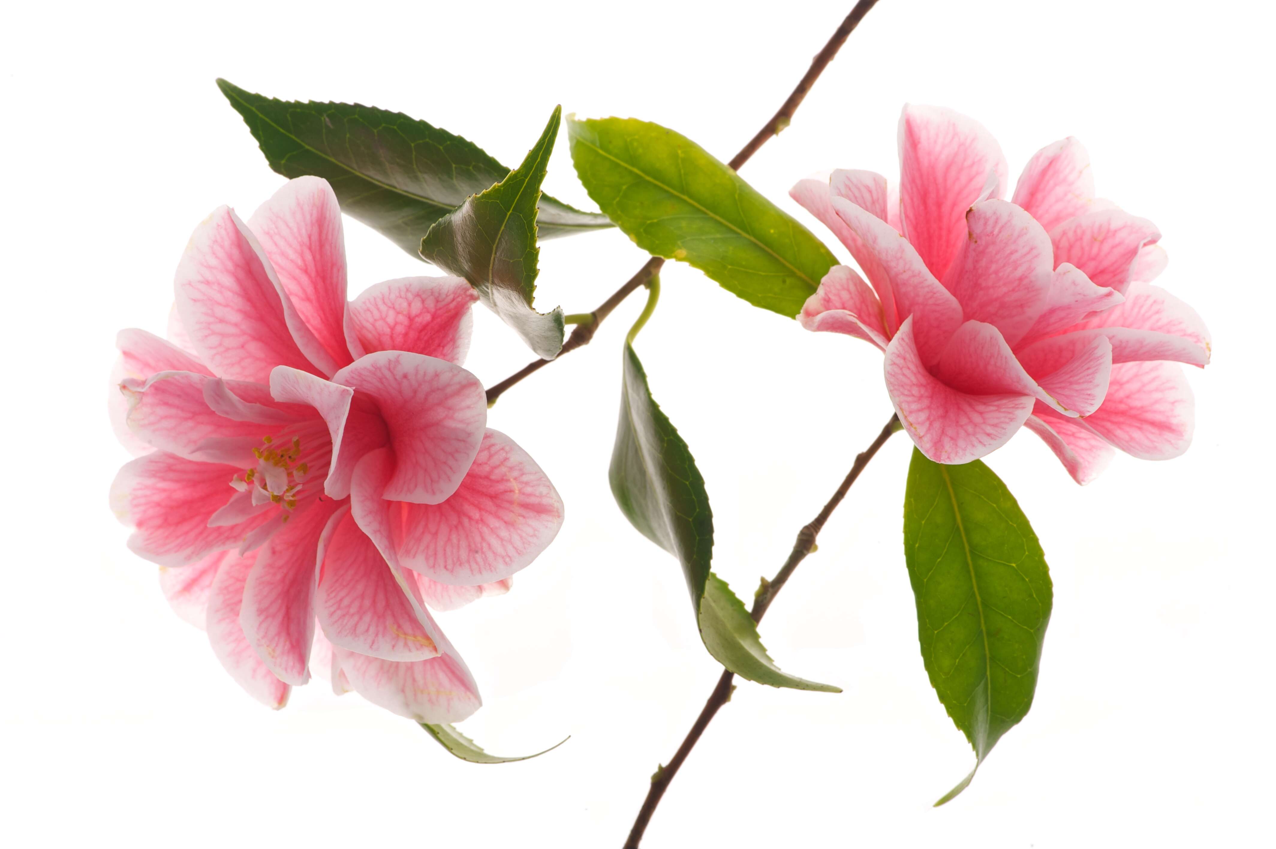 Image of camellia