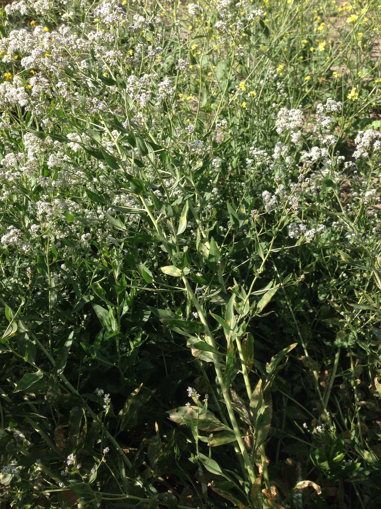 Image of broadleaved pepperweed