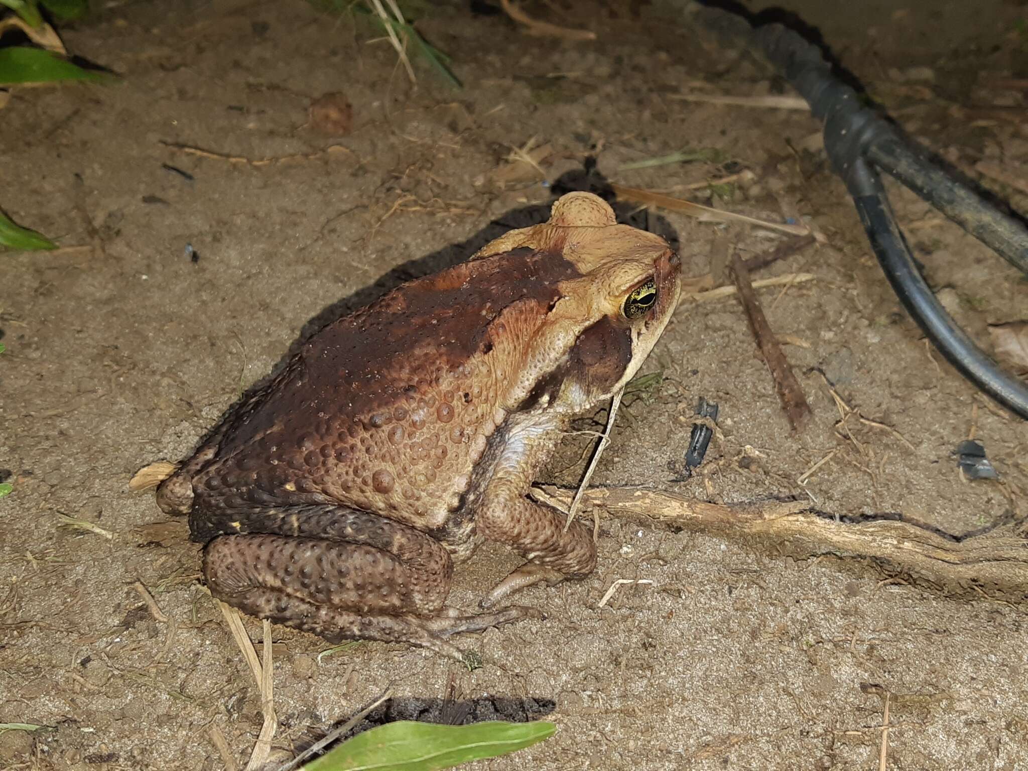 صورة Rhinella crucifer (Wied-Neuwied 1821)