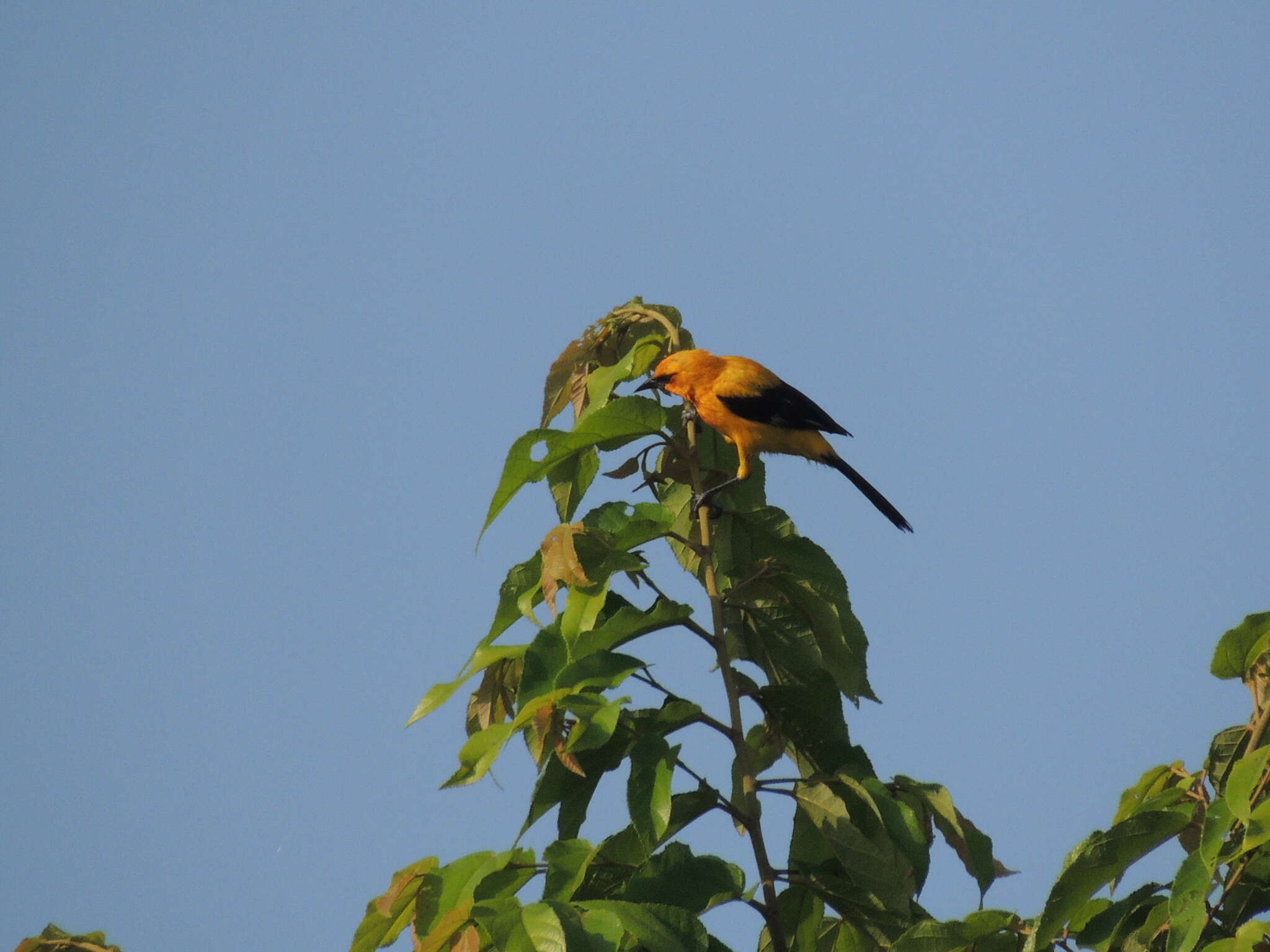 Image of Yellow Oriole