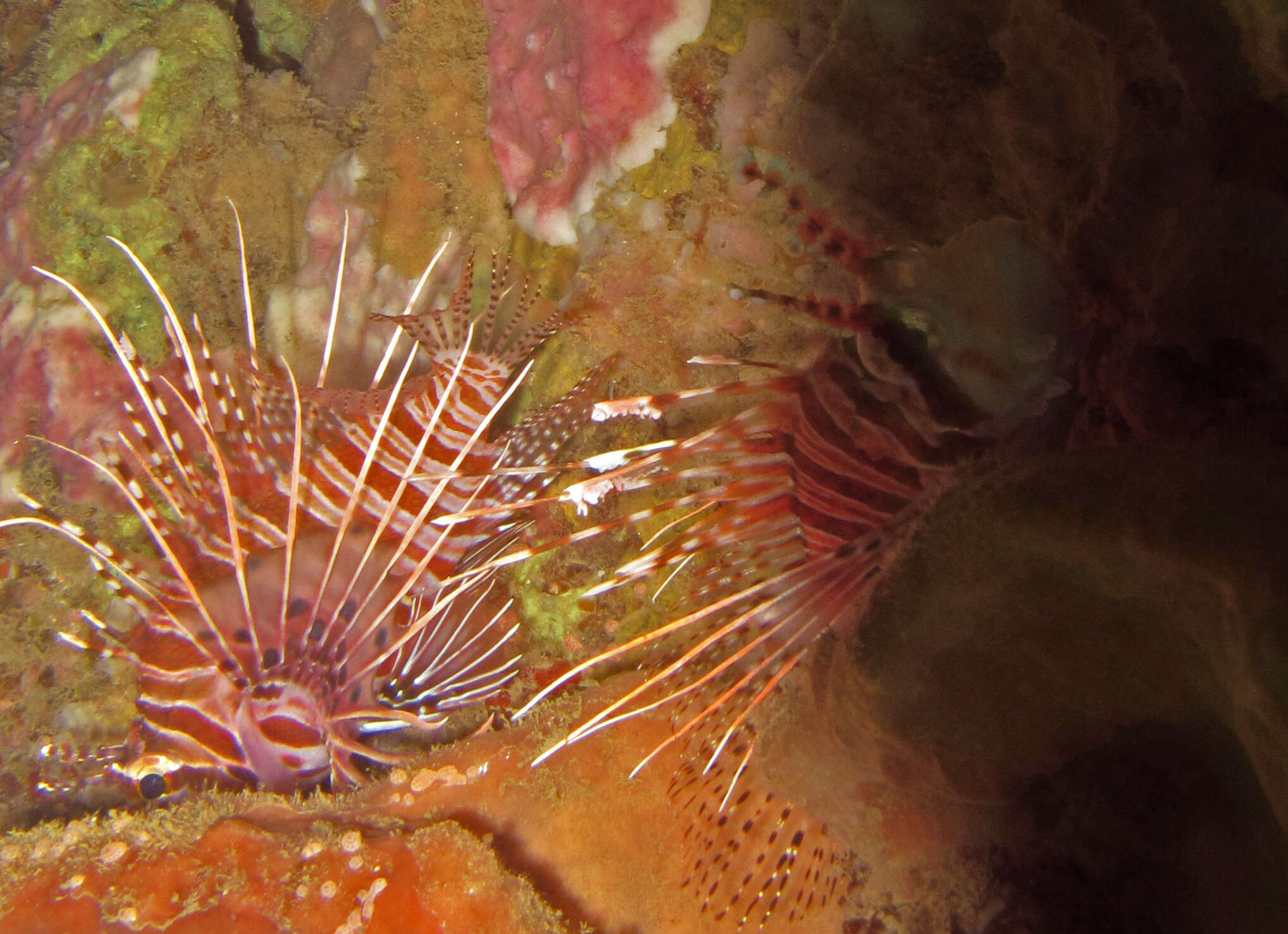 Image of Broadbarred firefish