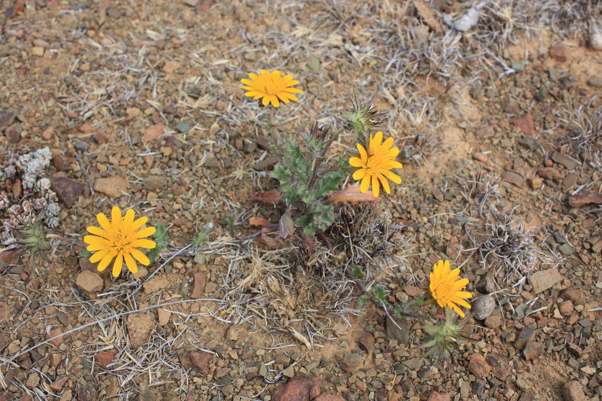 صورة Cuspidia cernua subsp. annua (Less.) Rössl.