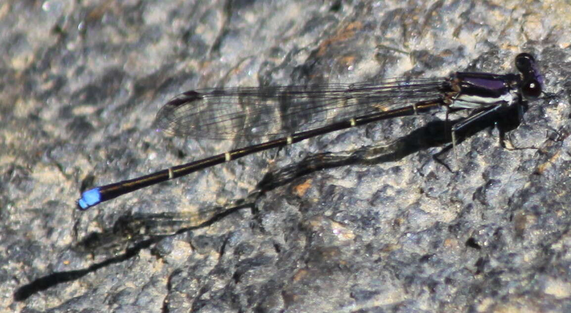 Image of Blue-tipped Dancer