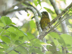 Image of Ochre-breasted Brush Finch