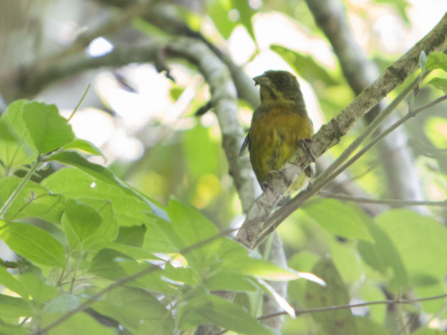 Image of Ochre-breasted Brush Finch