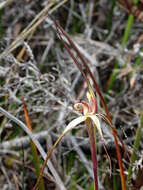 Image of Fawn spider orchid