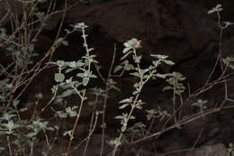 Image de Buddleja marrubiifolia Benth.