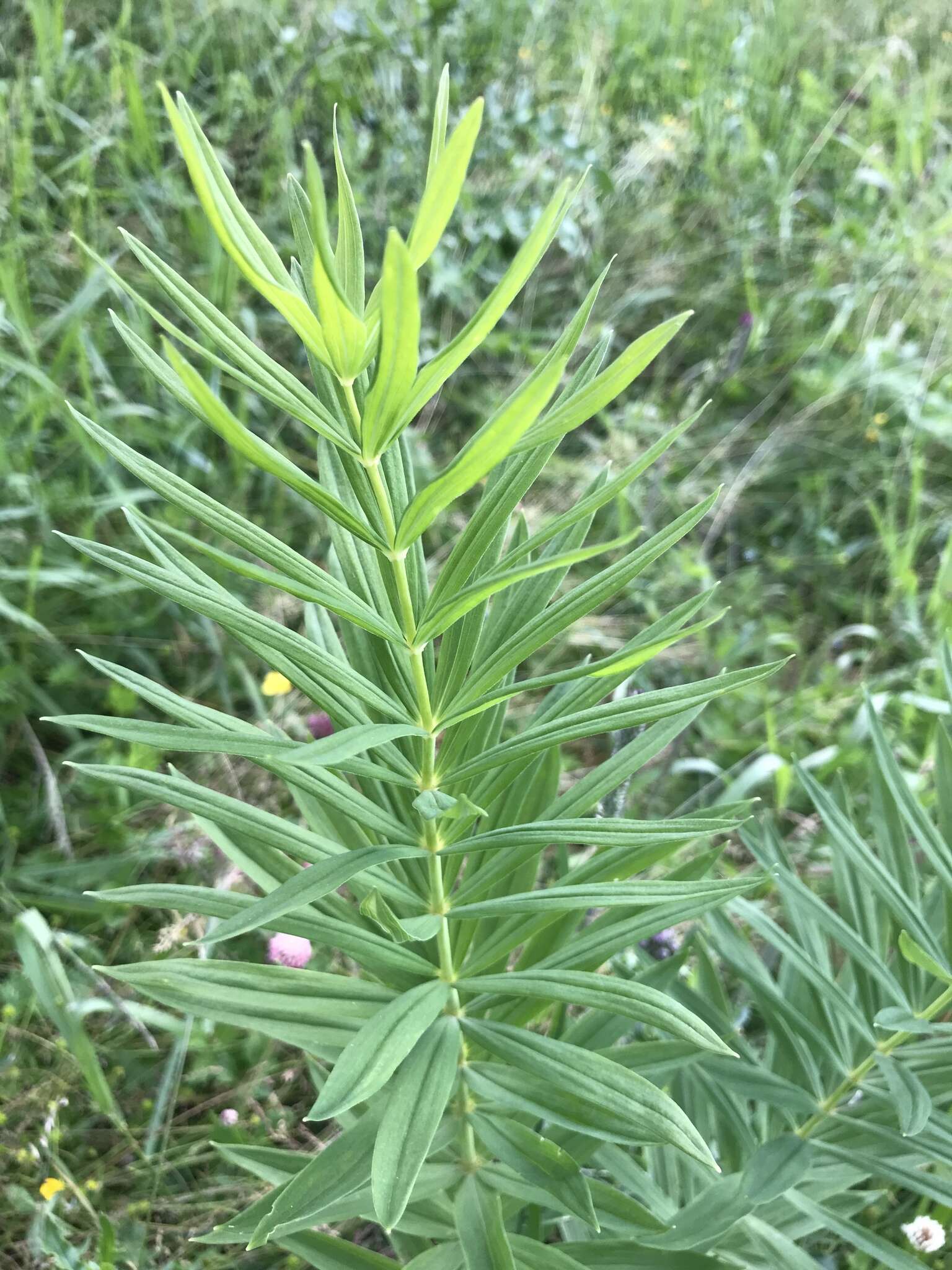 Слика од Polygonatum verticillatum (L.) All.