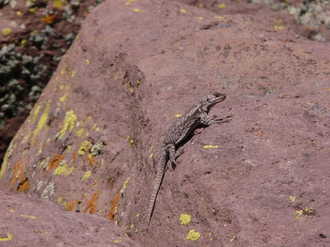 Image of Phymaturus roigorum Lobo & Abdala 2007