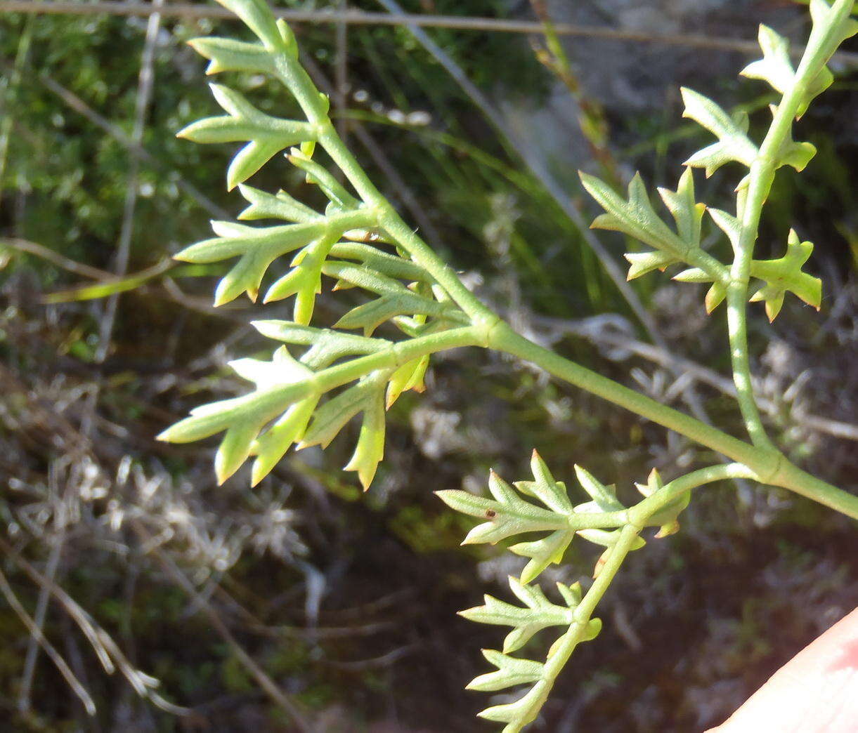 Image of Knowltonia tenuifolia (L. fil.) Mosyakin