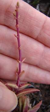 Image of Crassula capitella subsp. thyrsiflora (Thunb.) Tölken