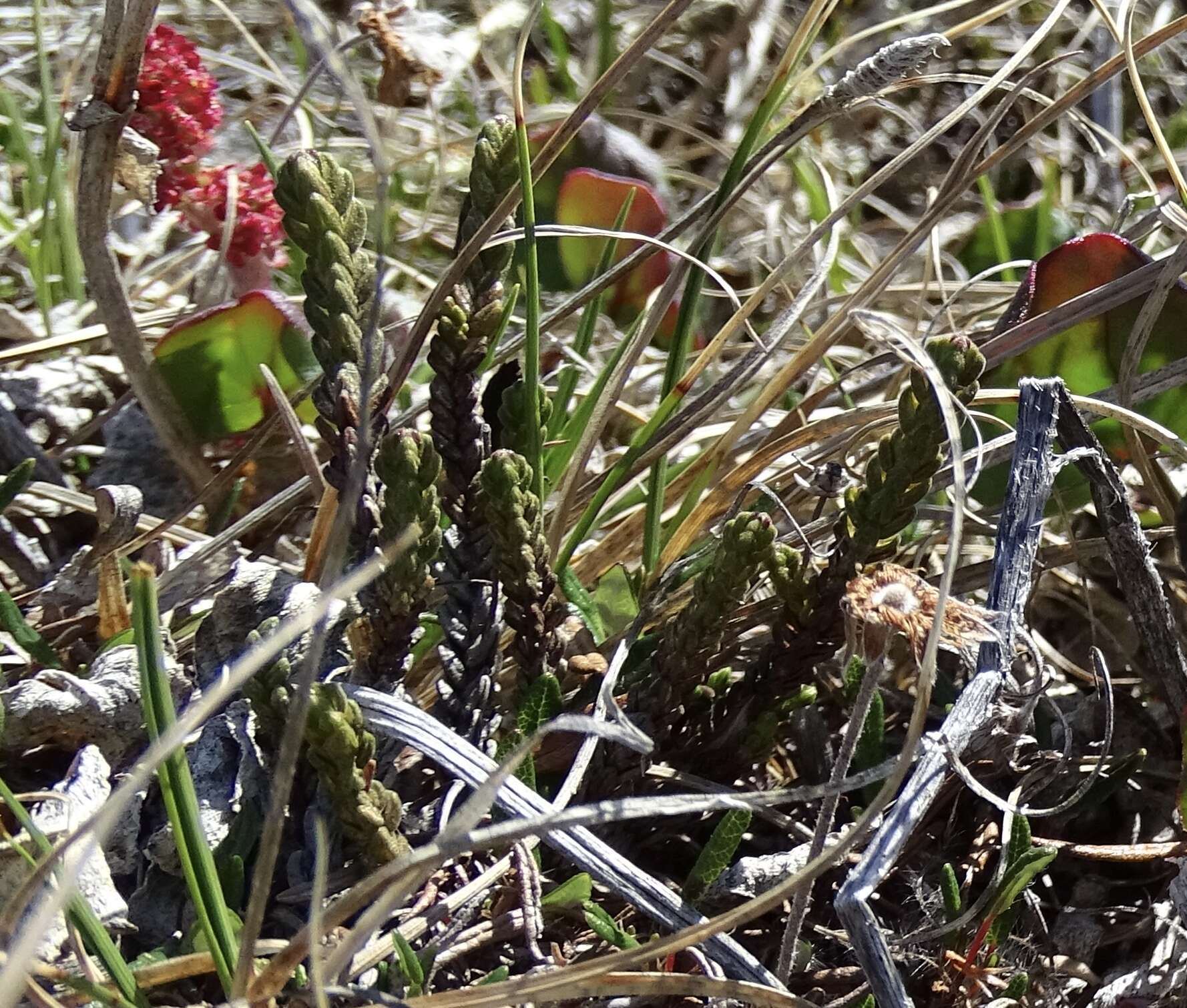 Image of white arctic mountain heather