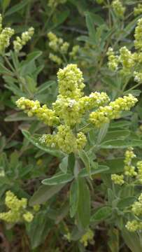 Слика од Lepechinia betonicifolia (Lam.) Epling