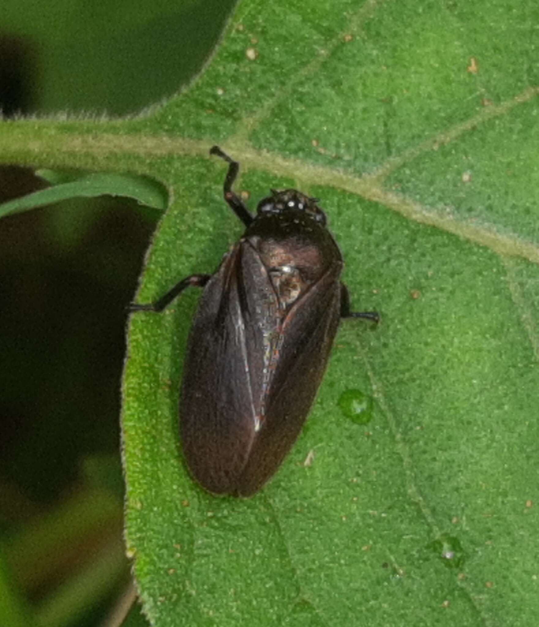 Image of Zulia (Neozulia) vilior (Fowler 1897)