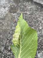 Image of Woolly aphids