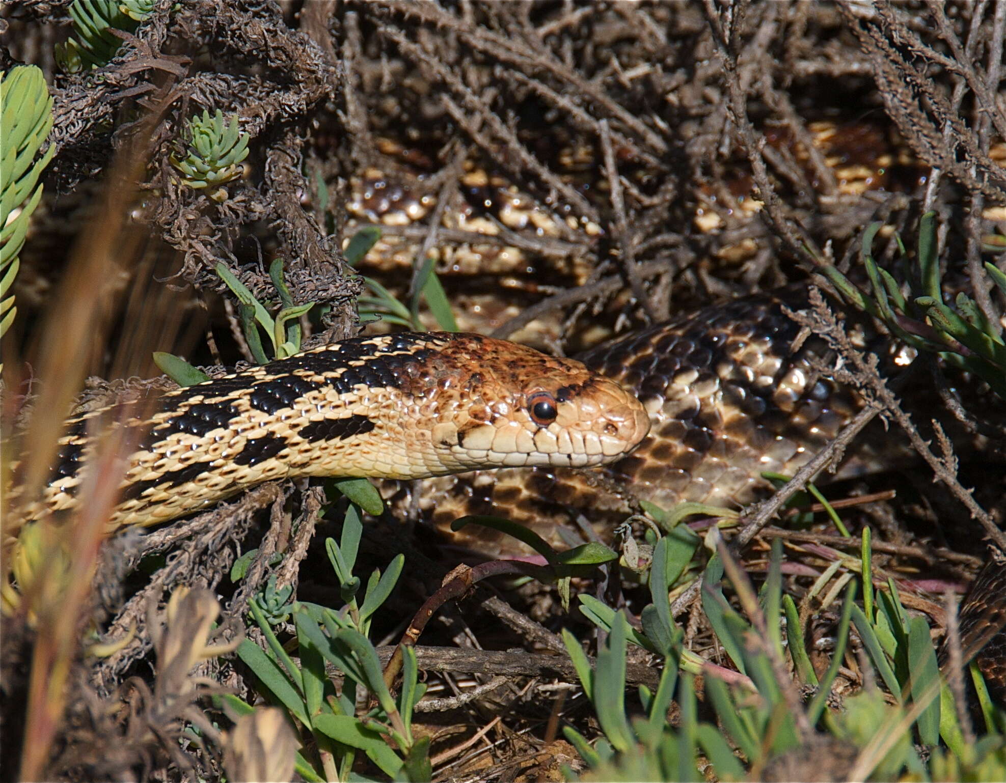 Pituophis catenifer catenifer (Blainville 1835)的圖片