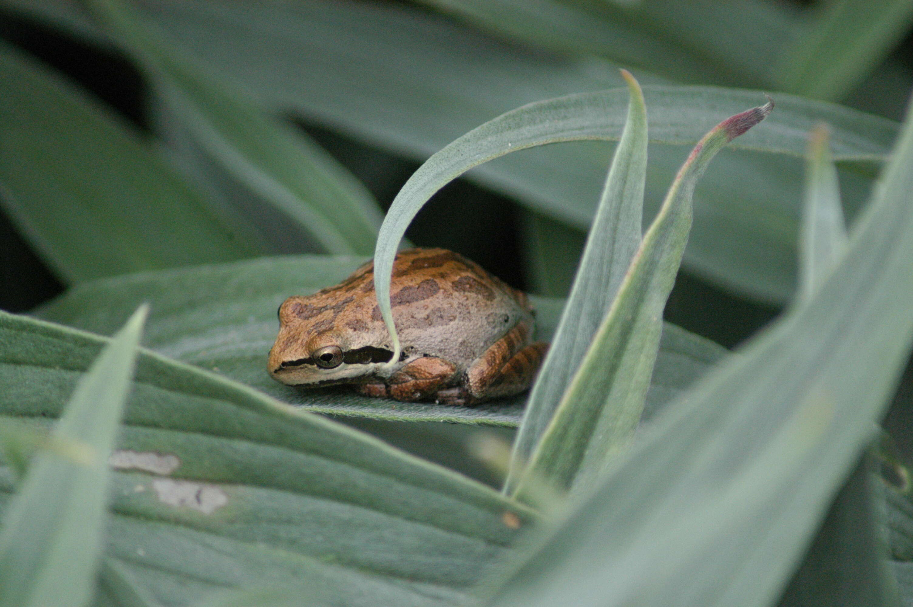 Image of Northern Pacific Treefrog