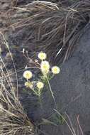 Image of Monkey-tail everlasting