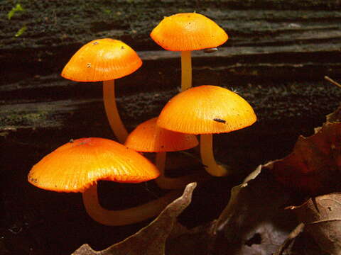 Image of Mycena leaiana (Berk.) Sacc. 1891