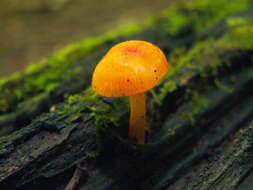 Image of Mycena leaiana (Berk.) Sacc. 1891