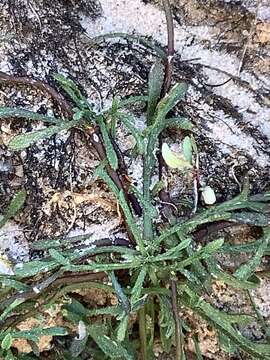 Слика од Erigeron sionis Cronq.