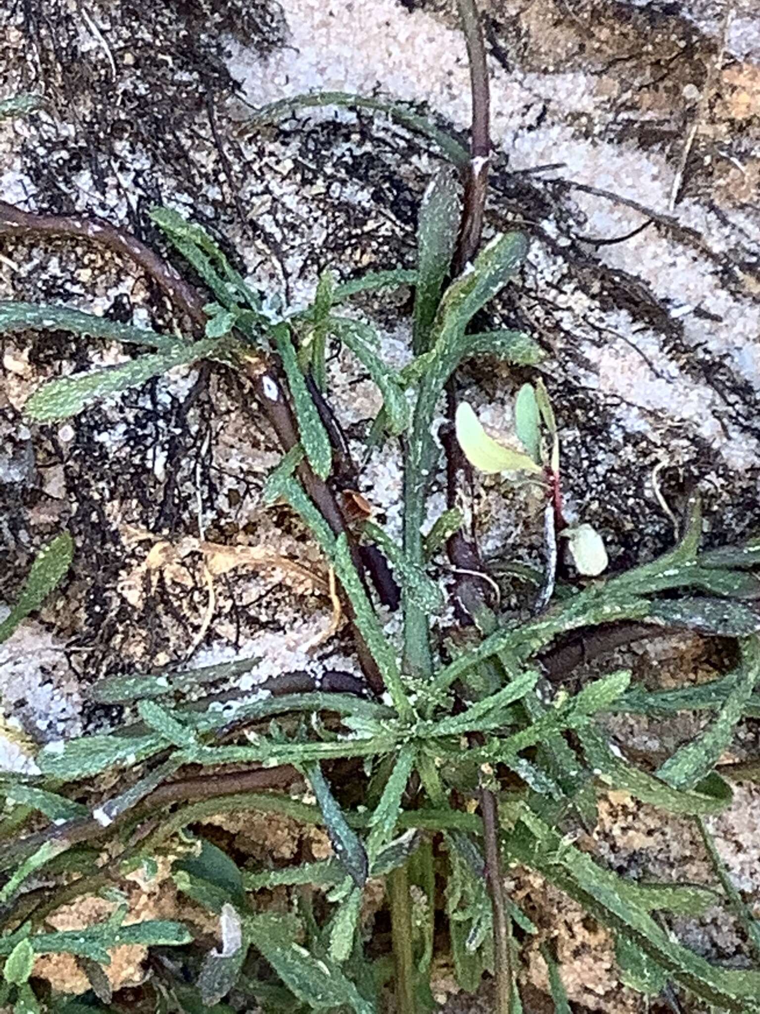 Image of Zion fleabane