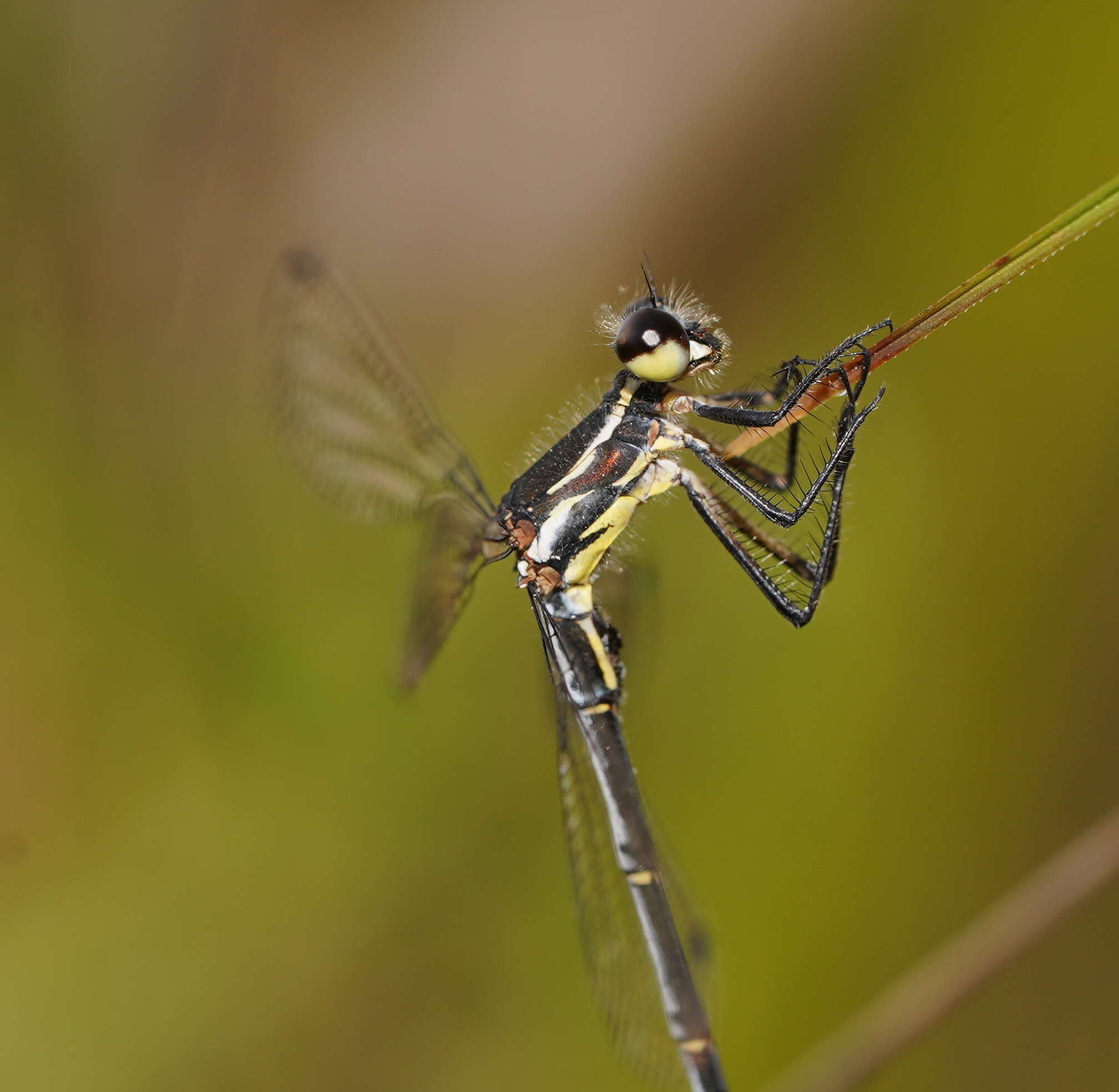 Image of Griseargiolestes griseus (Hagen ex Selys 1862)