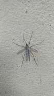 Image of Cranefly