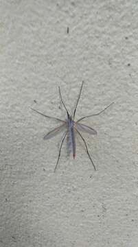 Image of Cranefly