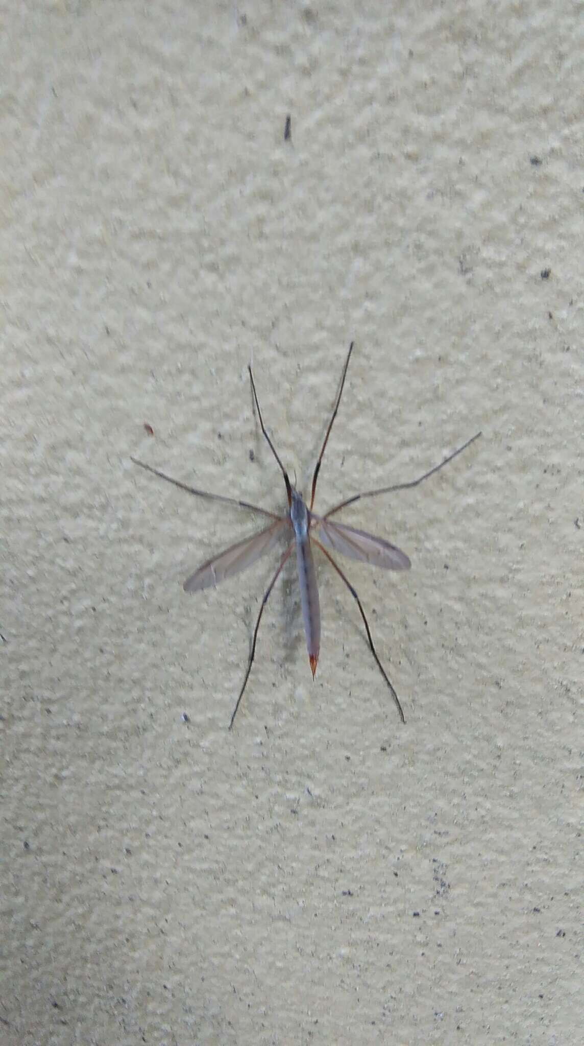 Image of Cranefly