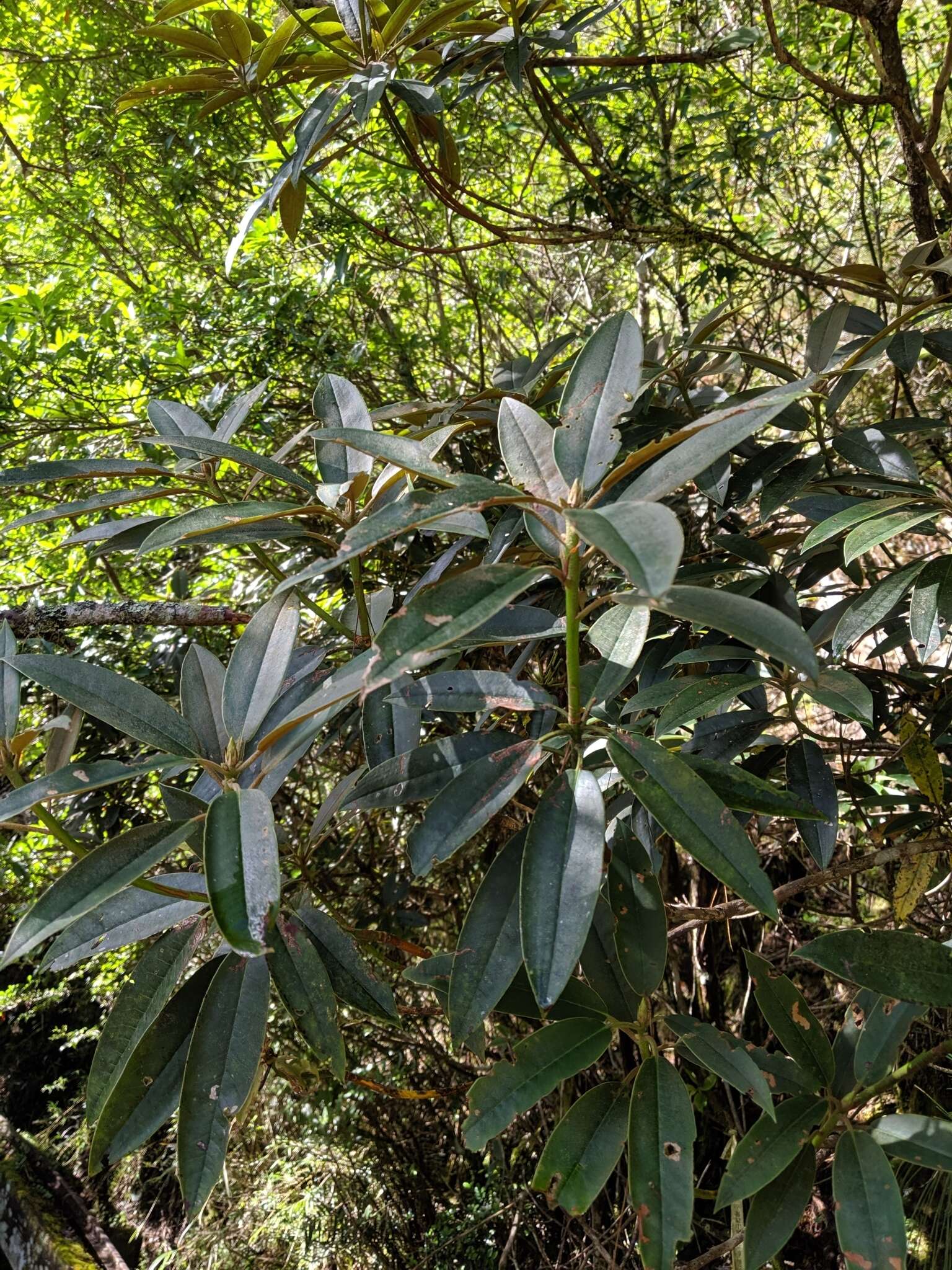 Слика од Rhododendron formosanum Hemsl.