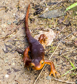 Image of Sierra newt