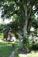 Image of Eurasian elm