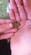 Image of Water Lily Frog