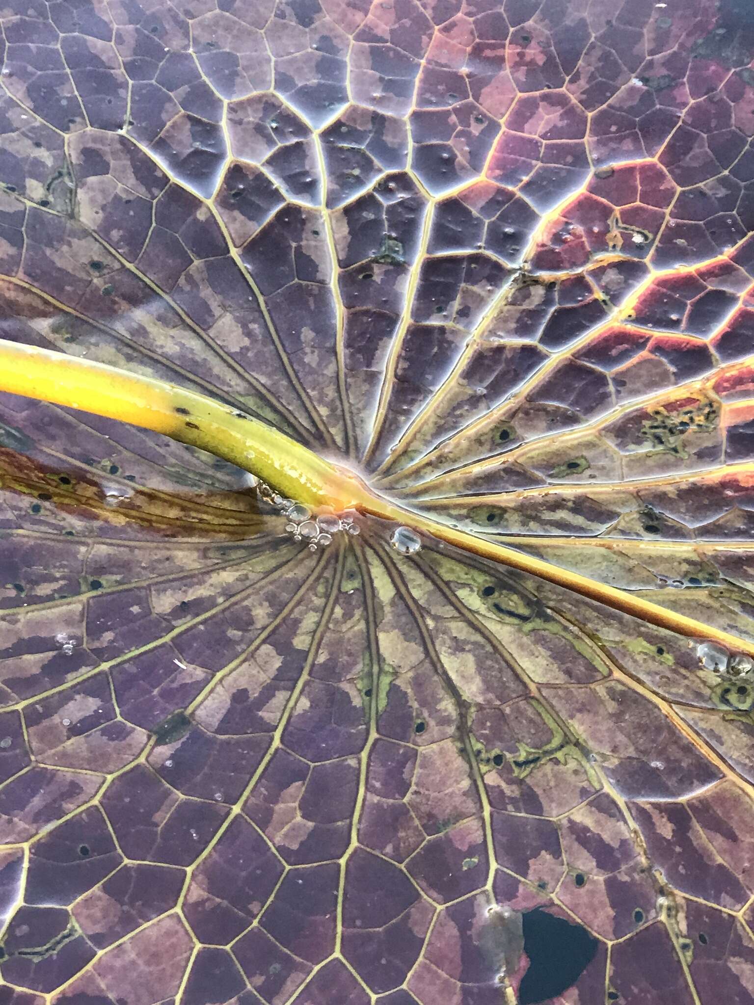 Image of blue star water-lily