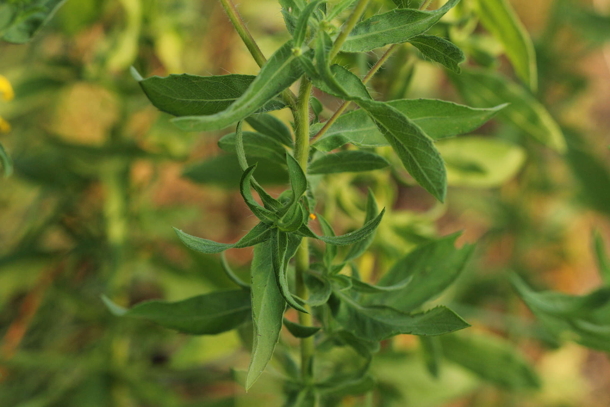 Image of lemonyellow false goldenaster