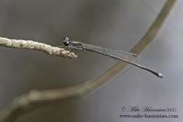 Image of Blackwater Bluet