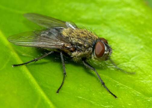 Image of Tufted cluster fly