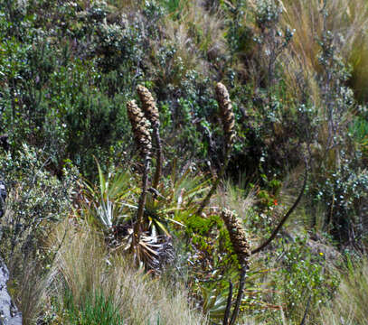 Imagem de Puya glomerifera Mez & Sodiro