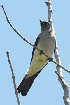 Image of White-rumped Cuckoo-shrike