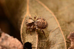 Image of Naphrys pulex (Hentz 1846)