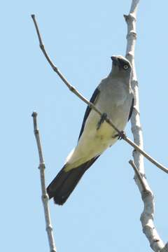 Image of White-rumped Cuckoo-shrike