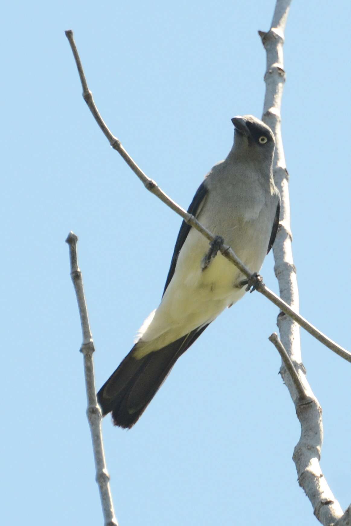 Coracina leucopygia (Bonaparte 1850) resmi