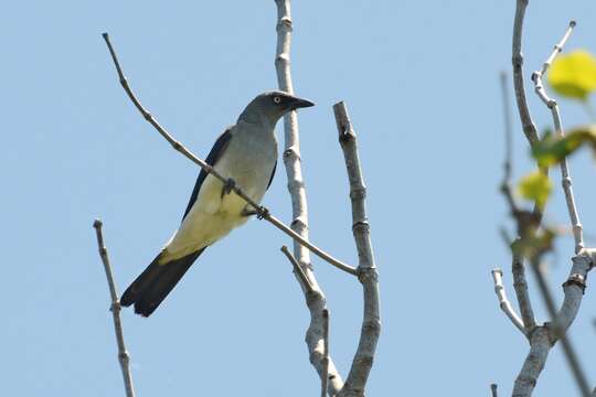 Image of White-rumped Cuckoo-shrike