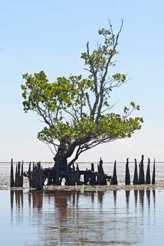 Image of Mangrove apple